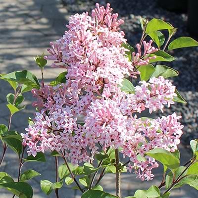 'Pink perfume'