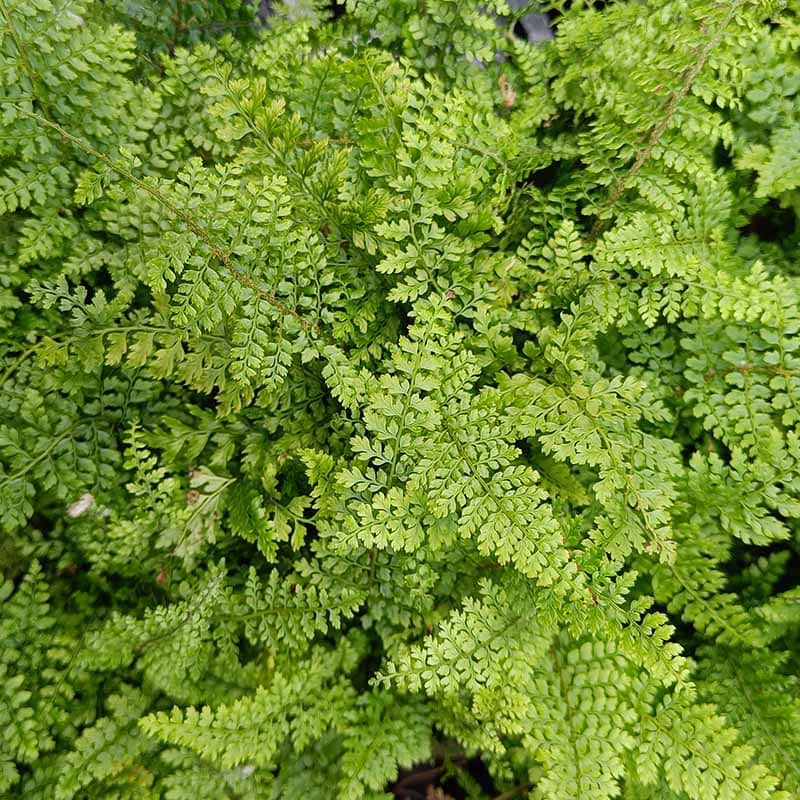 Mosbregne Polystichum setiferum Plumoso-densum