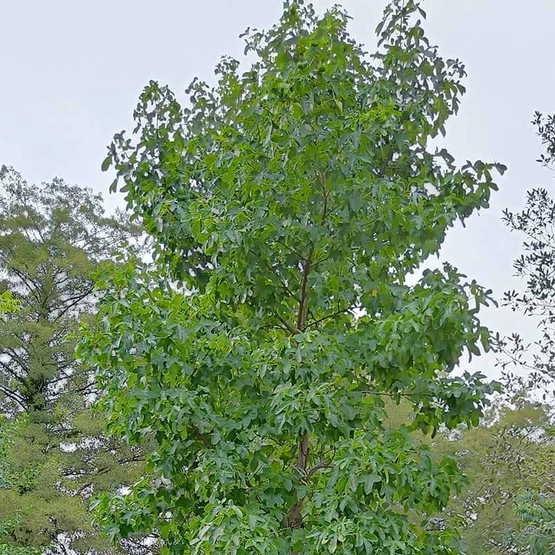 Liquidambar styraciflua Slender Silhouette