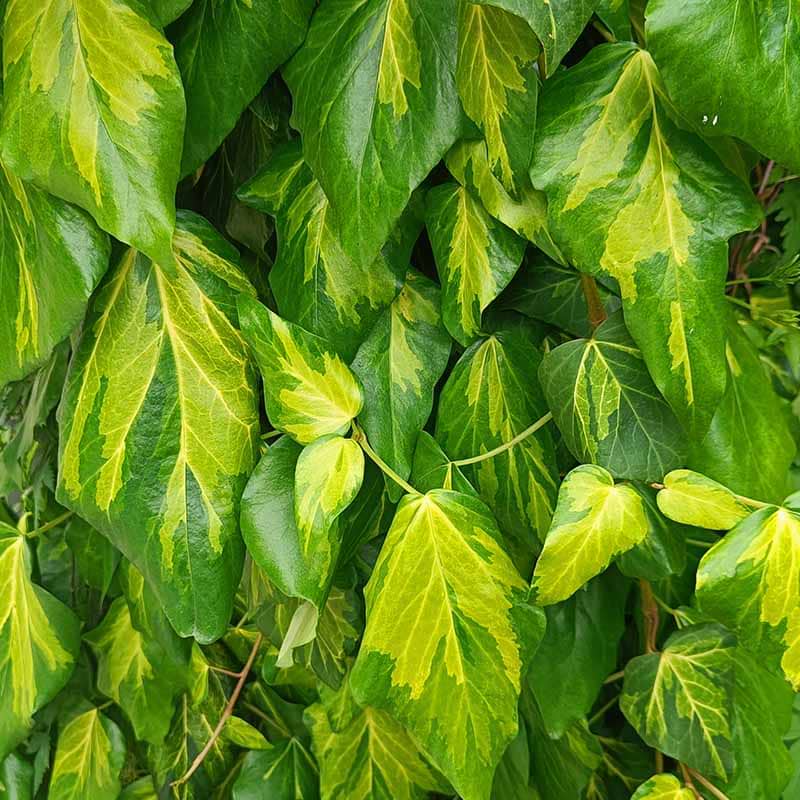 Kmpevedbend (Hedera colchica Sulphur heart)
