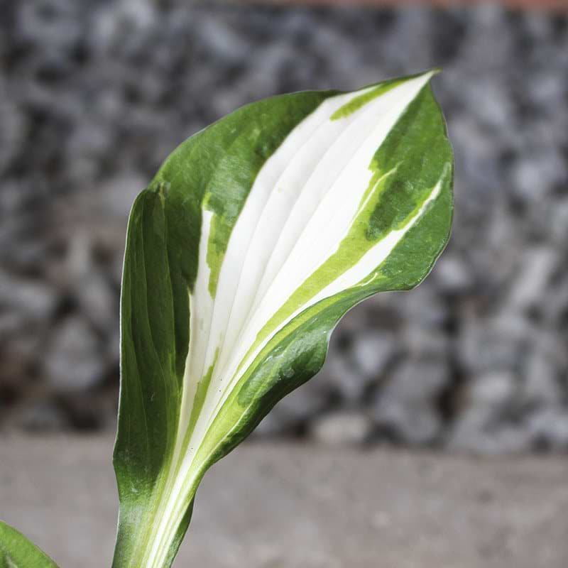 smukt blad