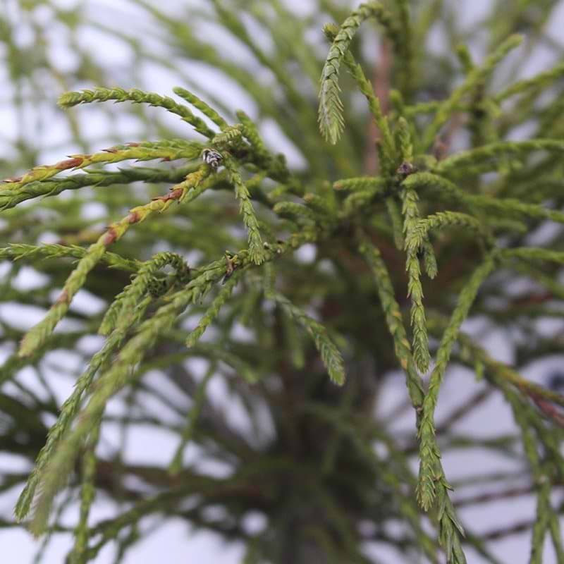 Thuja plicata Whipcord