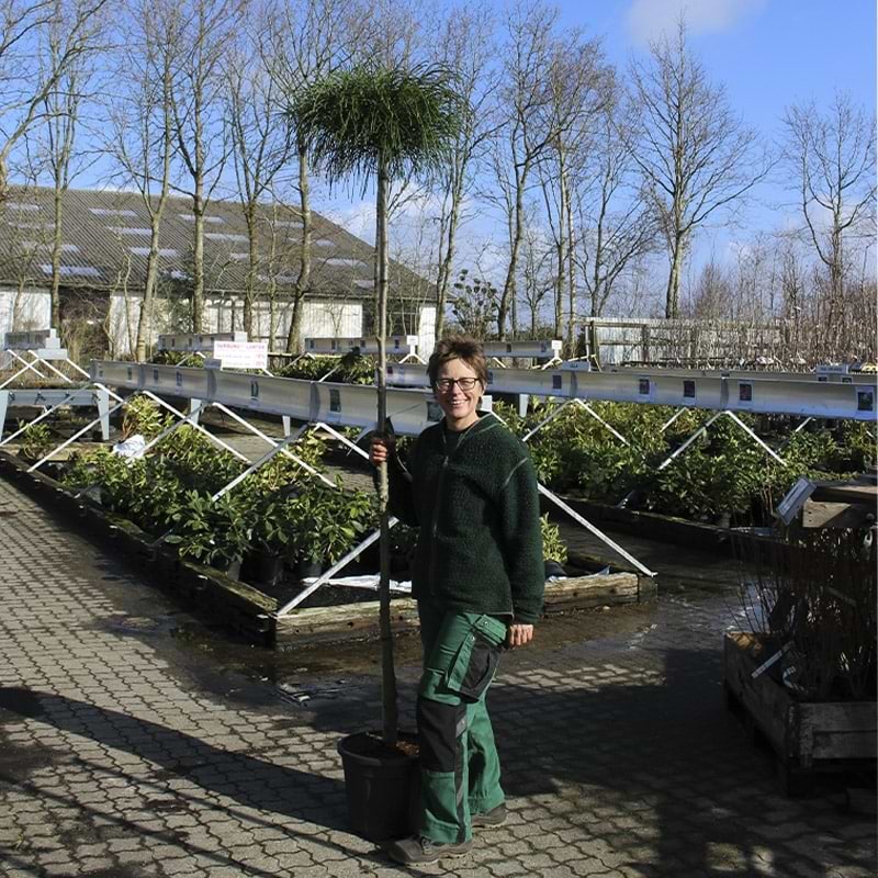 Opstammet thuja Whipcord