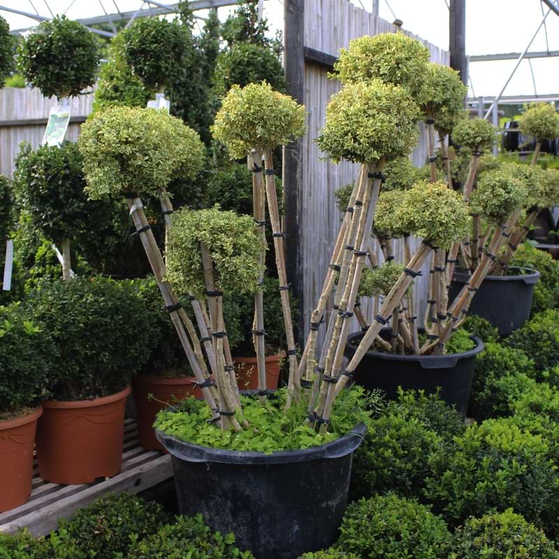Hvidbroget buksbom Elegans