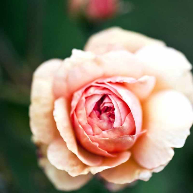 A Shropshire Lad rose blomst
