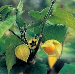Økologisk Ananas kirsebær (Physalis peruviana)