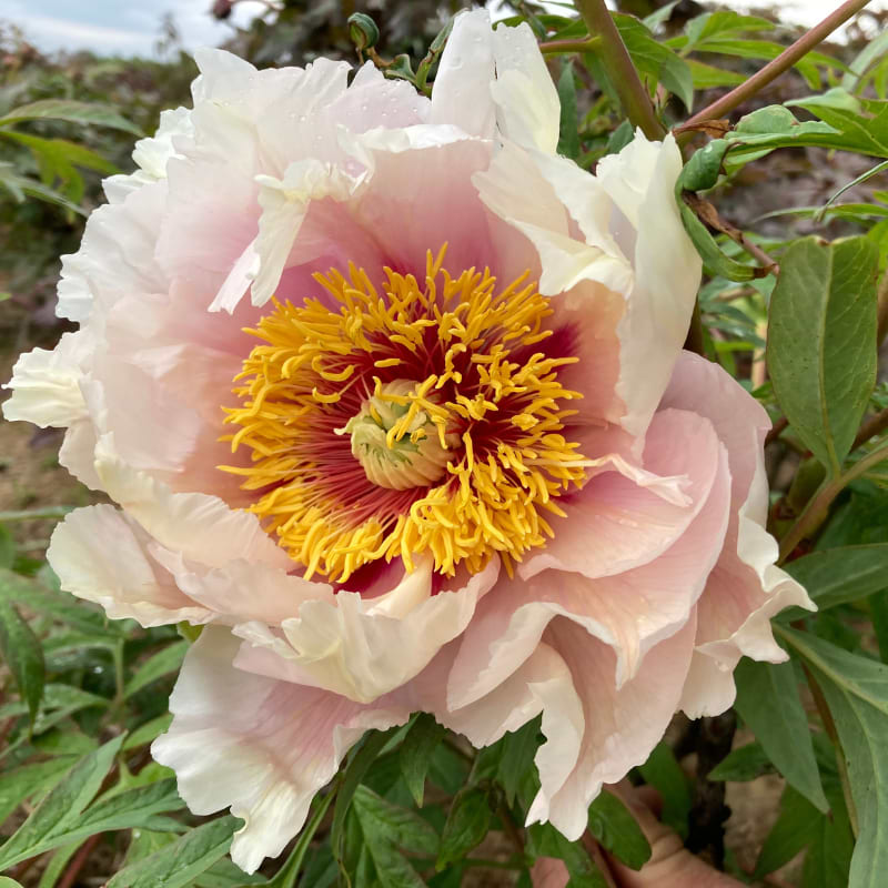 Helene martin blomst