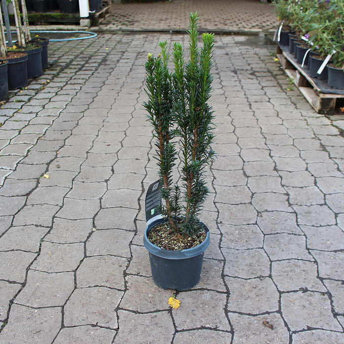 Sjletaks (Taxus baccata 'Black Tower') 50-70 cm | kbes online her |