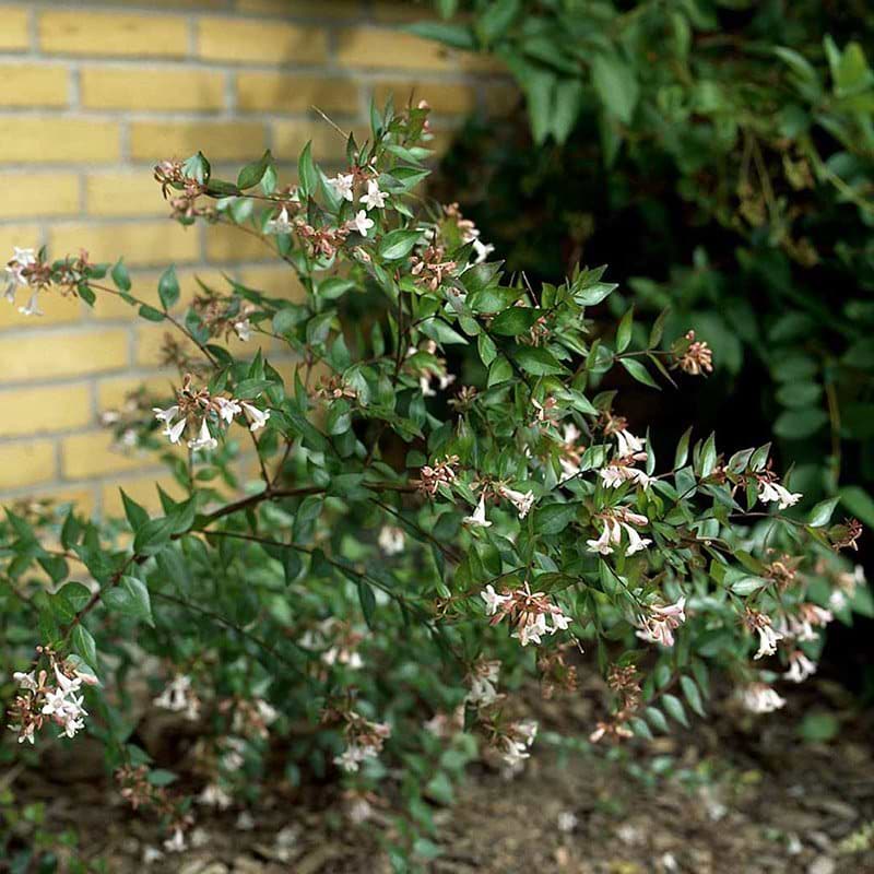 Abelia grandiflora