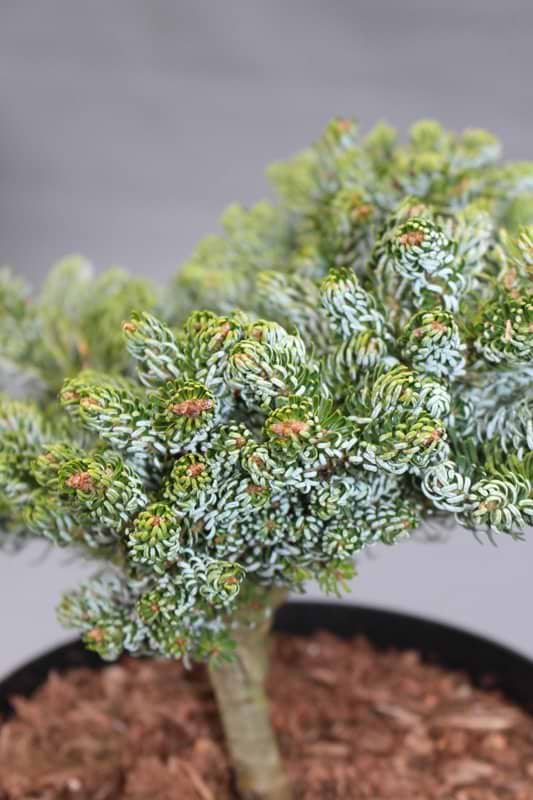 Abies koreana Icebreaker