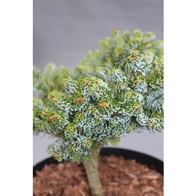 Abies koreana Kohouts Icebreaker