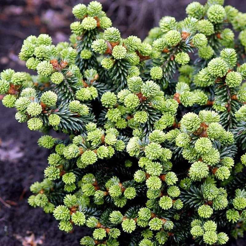 Abies balsamea Piccolo busk