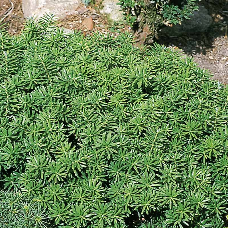 Koreagran Abies koreana Cis