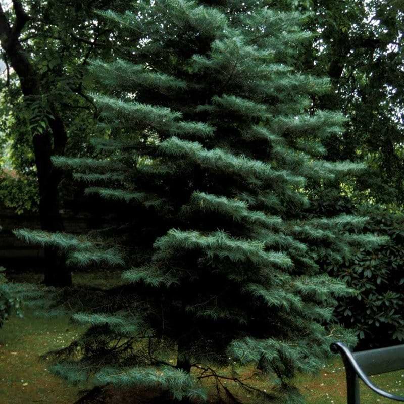Abies concolor