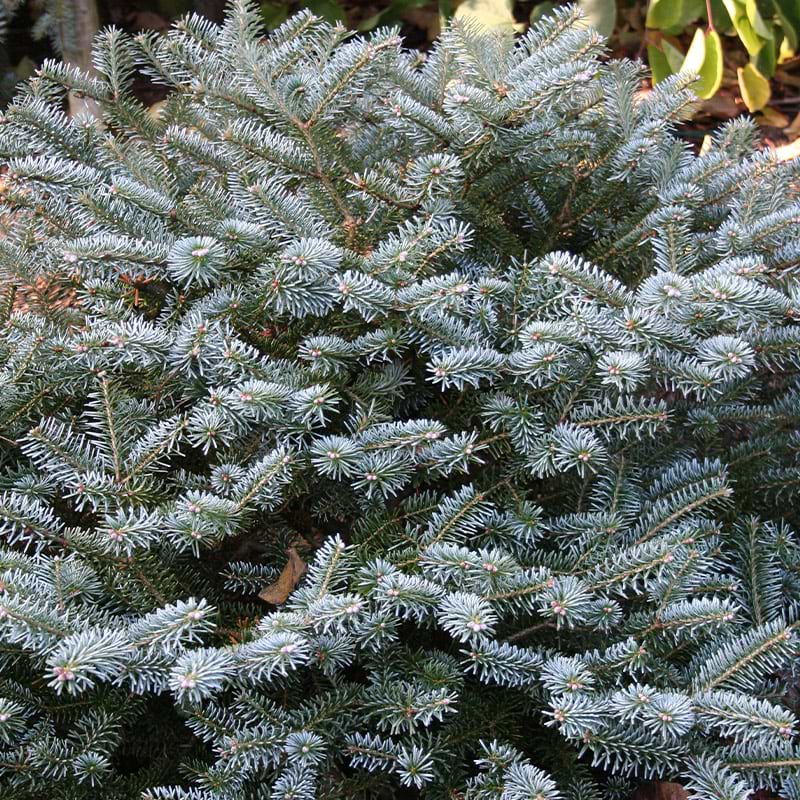 Koreagran (Abies koreana 'Blue Magic')