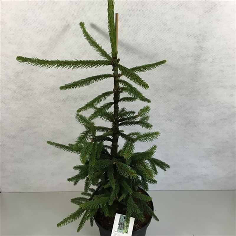 Nordmannsgran Pendula