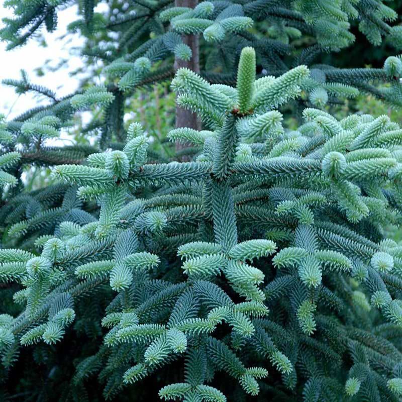 'KELLERIIS'