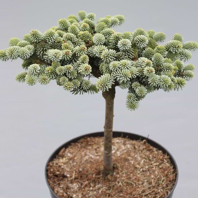 Abies procera Blaue Hexe opstammet