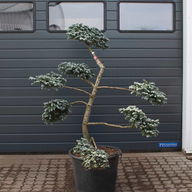 Sølvgran (Abies procera 'Blaue Hexe') Bonsai 130-140 cm
