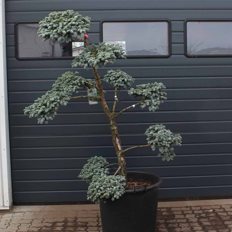 Sølvgran (Abies procera 'Blaue Hexe') Bonsai 155-165 cm