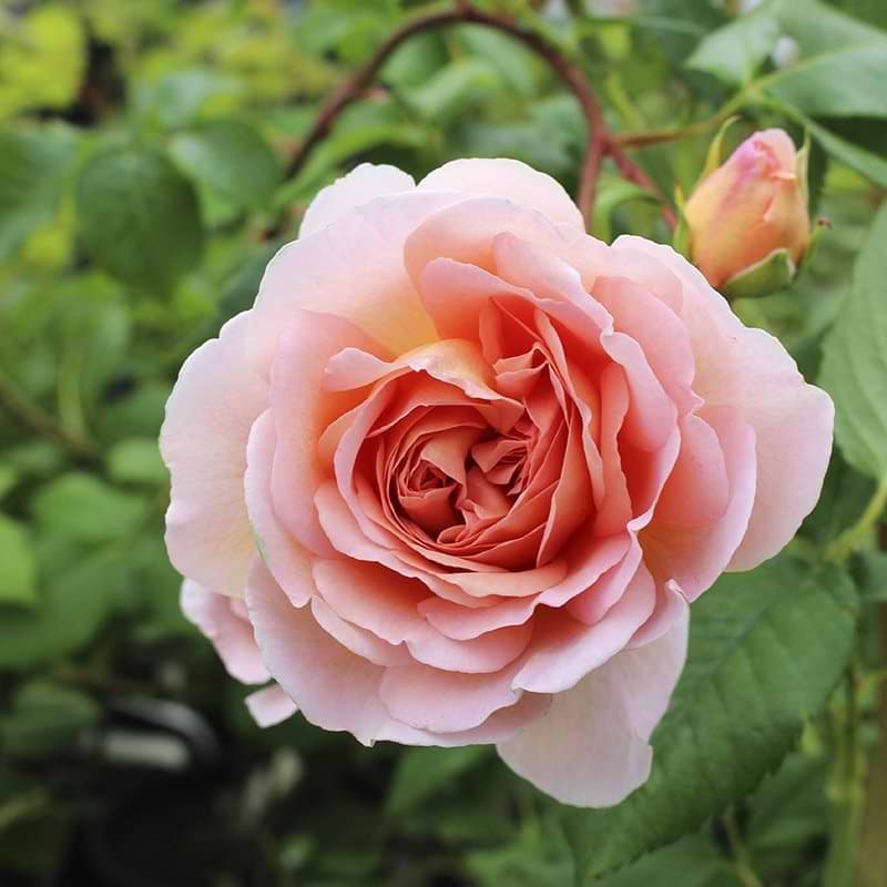 rosa rose