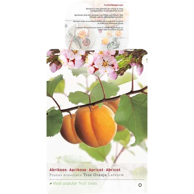 Abrikostræ Tros orange
