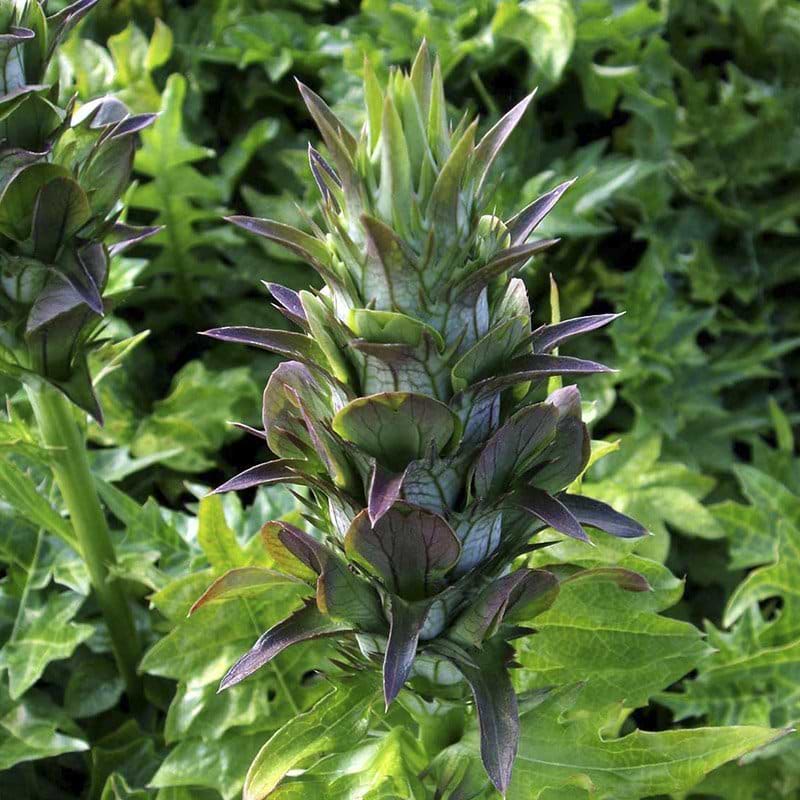 Acanthus mollis