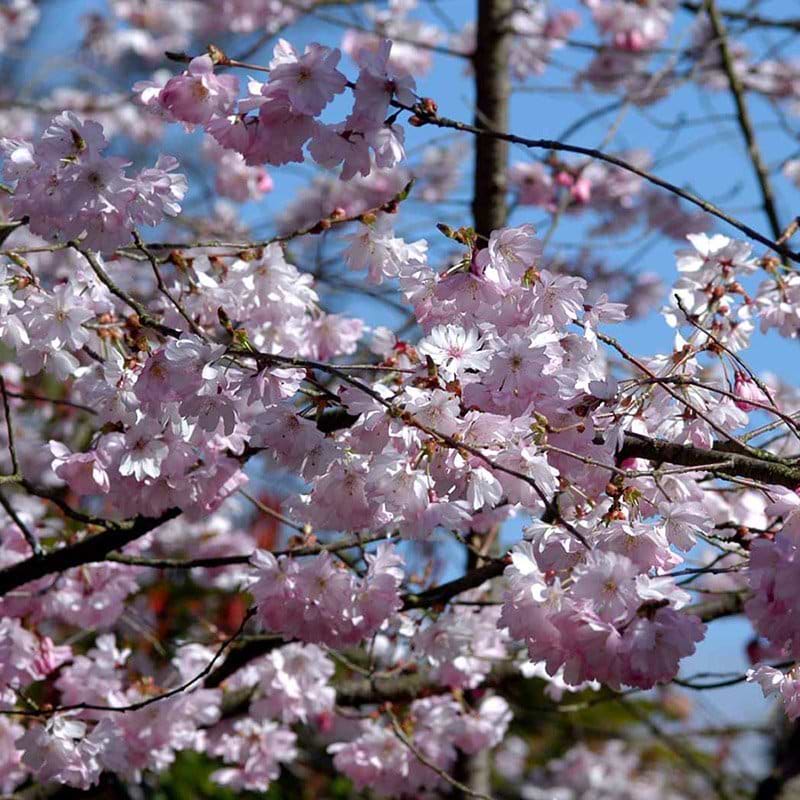 Prunus Accolade