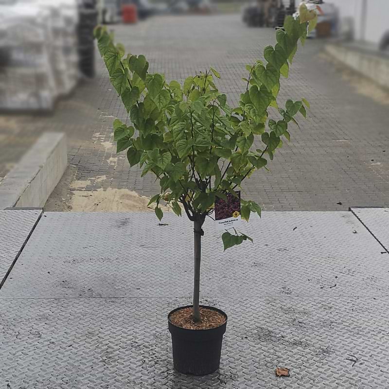 Judastræ (Cercis can. 'Ace of hearts') opstammet 40 cm