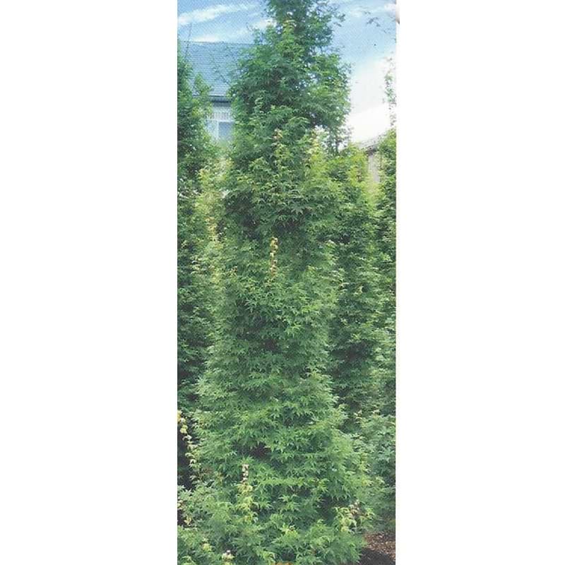 Japansk Ahorn Søjle (Acer palmatum 'Silhouette') - Flere Varianter