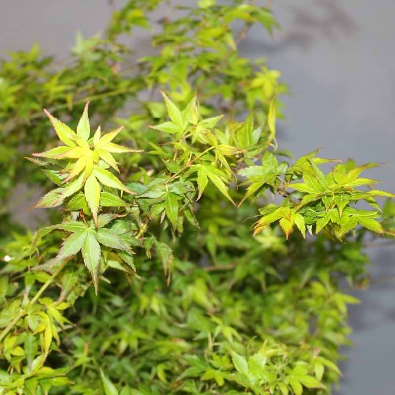 Japansk løn