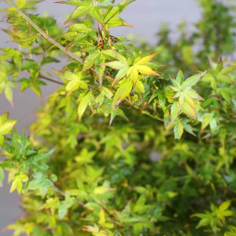 ACER PALMATUM LITTLE PRINCESS