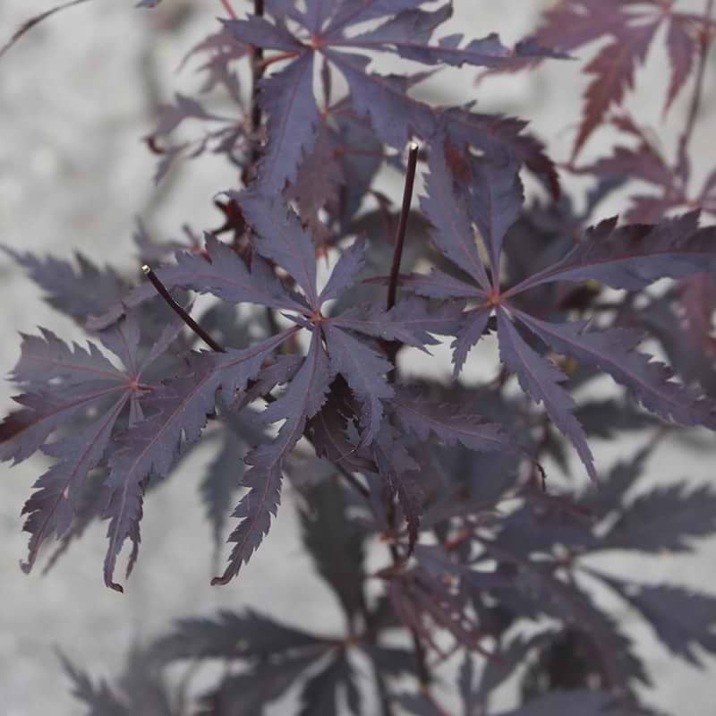 Japansk ahorn black lace
