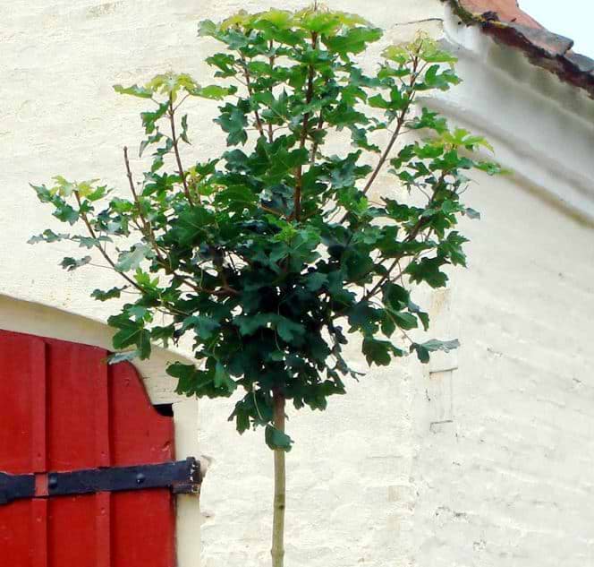 Kugle navr (Acer campestre 'Anny's Globe') Opstammet 120 cm