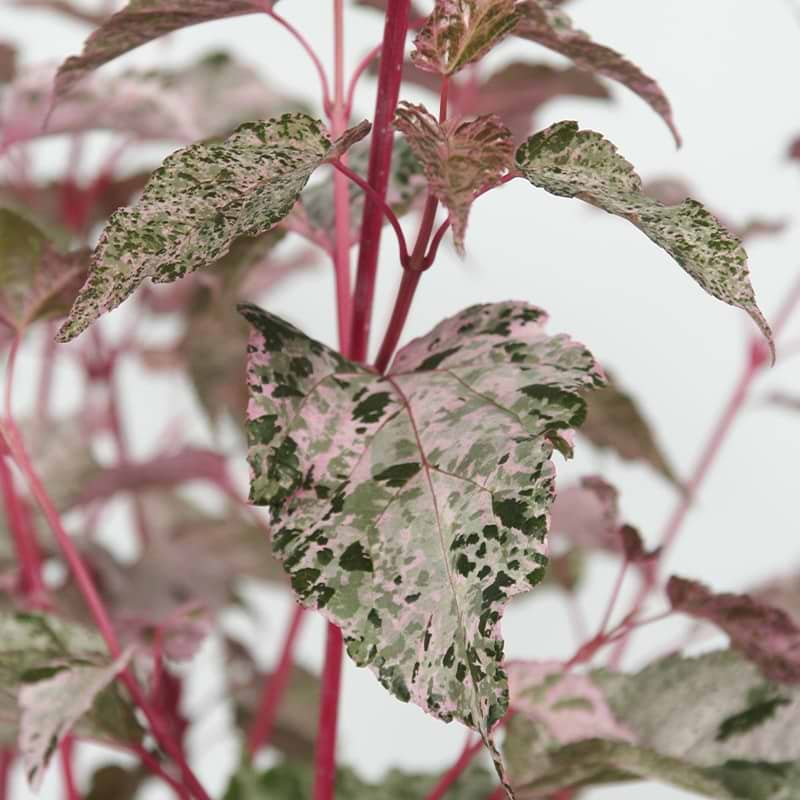 Acer conspicuum 'Red Flamingo' japansk ahorn