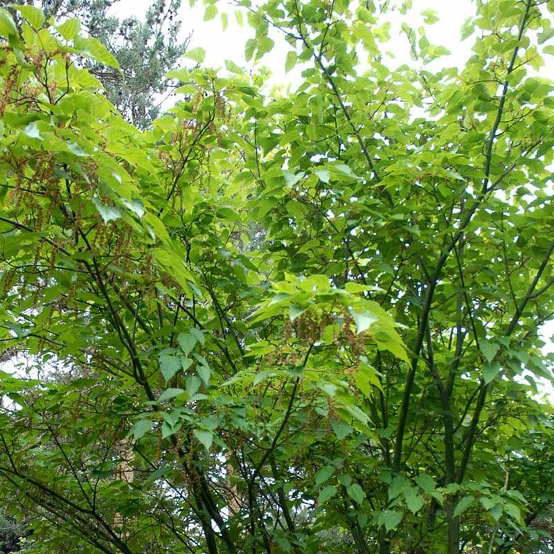 Acer davidii George Forrest træ