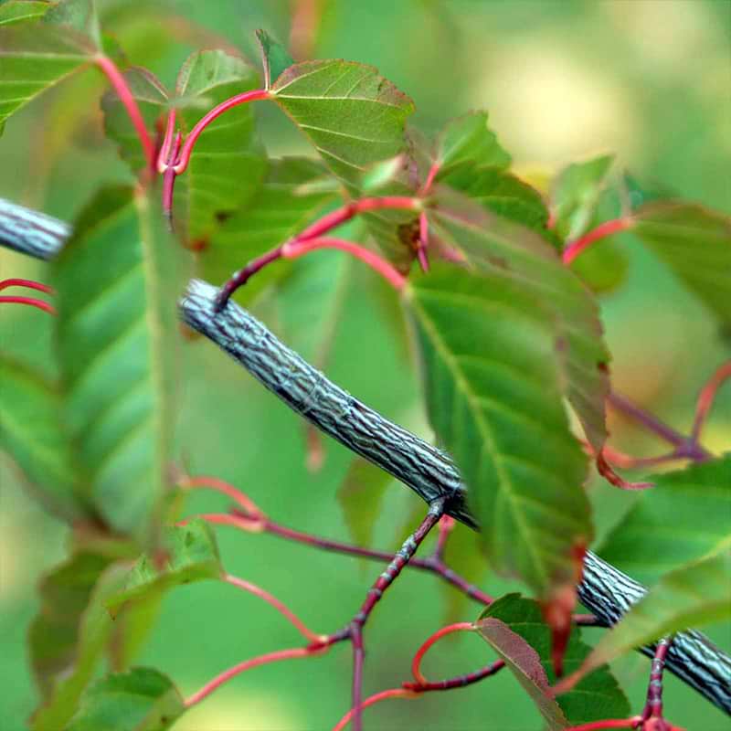 Acer davidii Stribet Bark