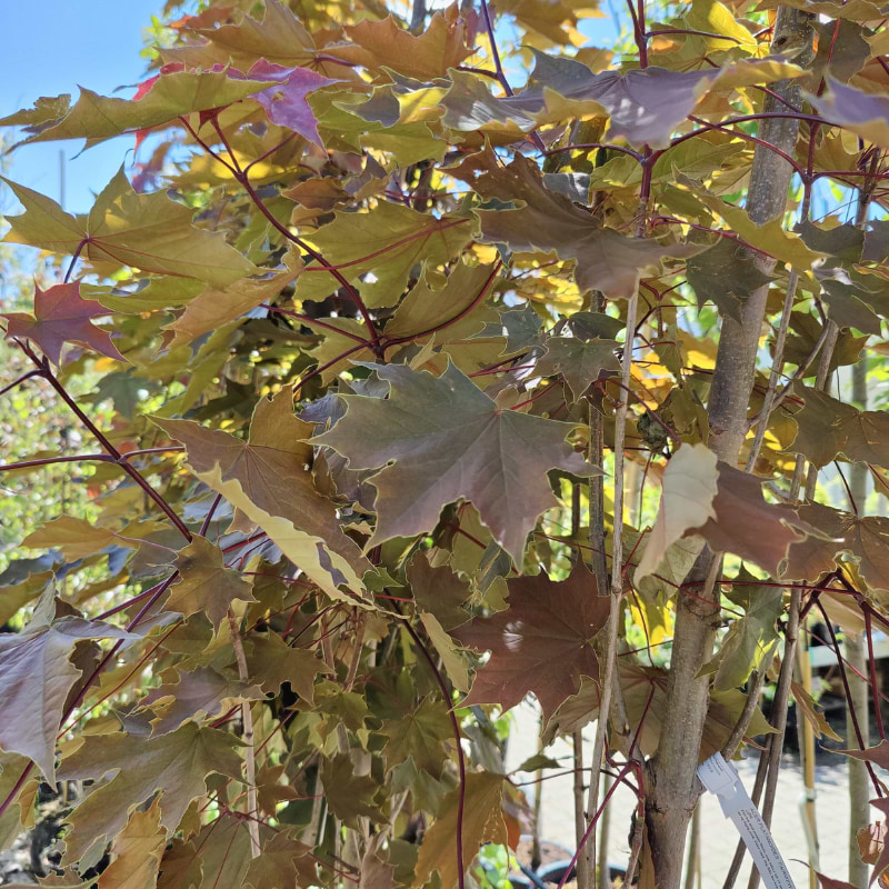 Løn (Acer platanoides 'Fairview') 200-250 cm