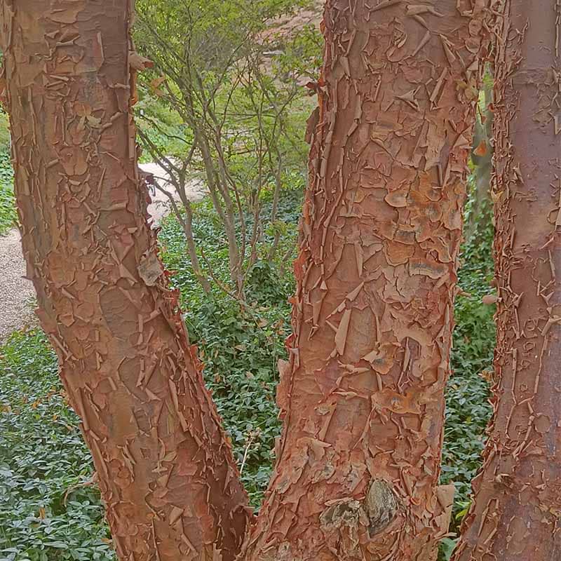 Acer griseum