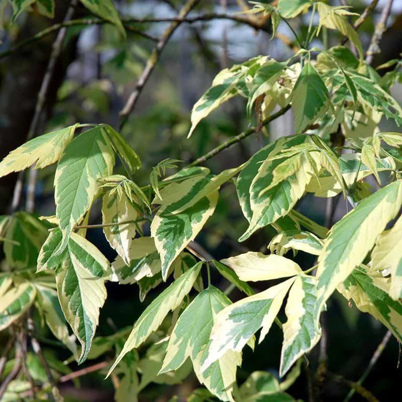 Cornus controversa Variegata blade