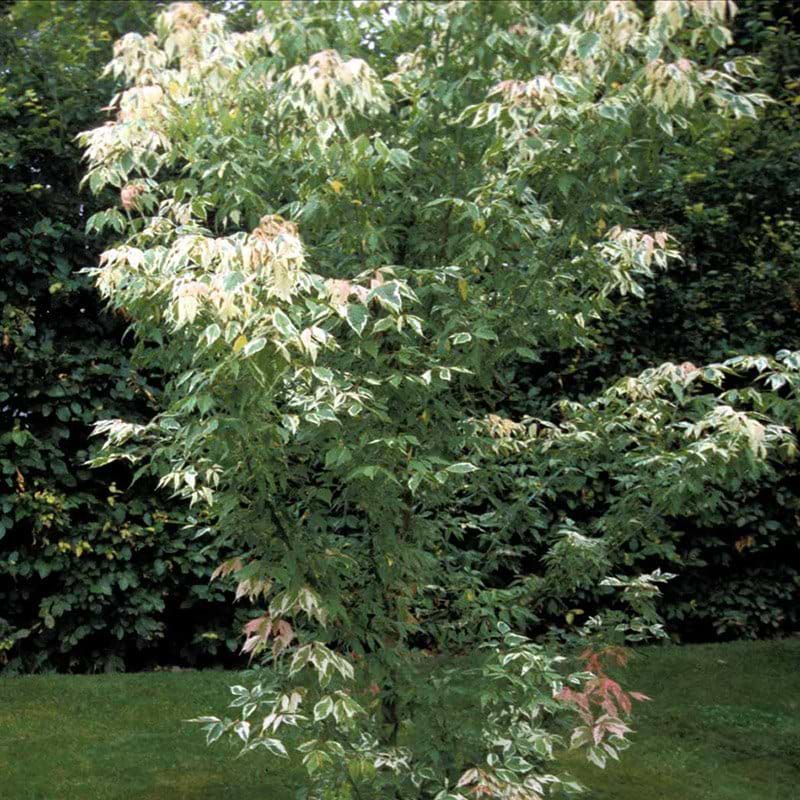 Acer negundo Flamingo