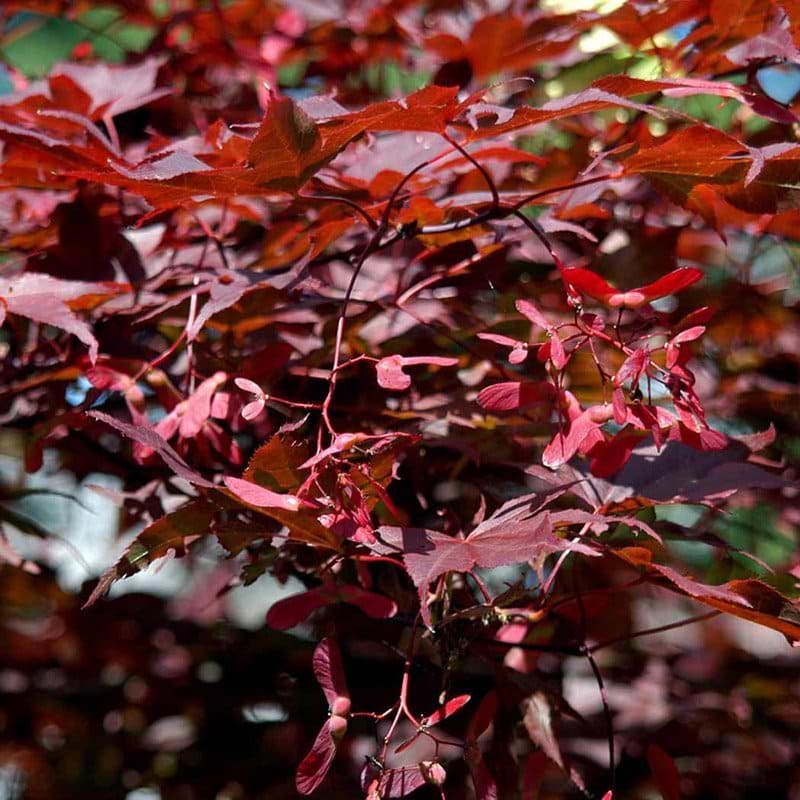 Acer Atropurpureum blad