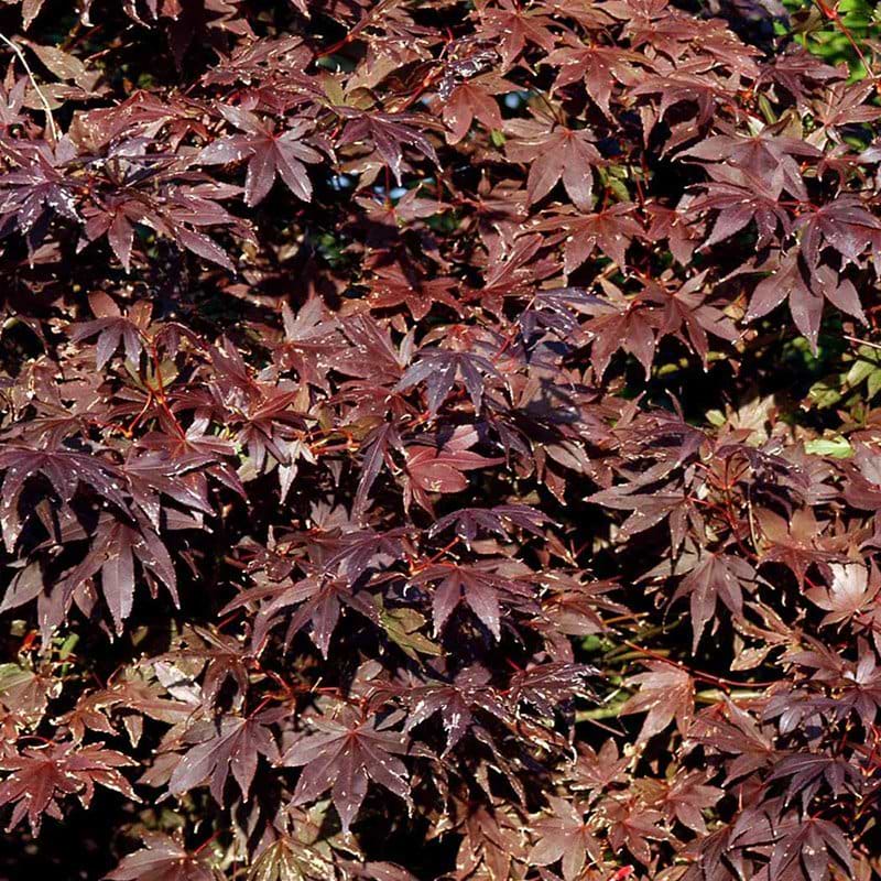 Acer Bloodgood busk