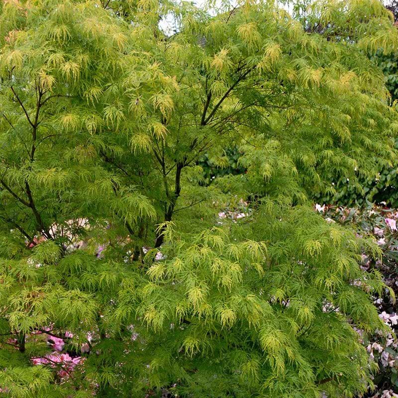 Acer Dissectum træ
