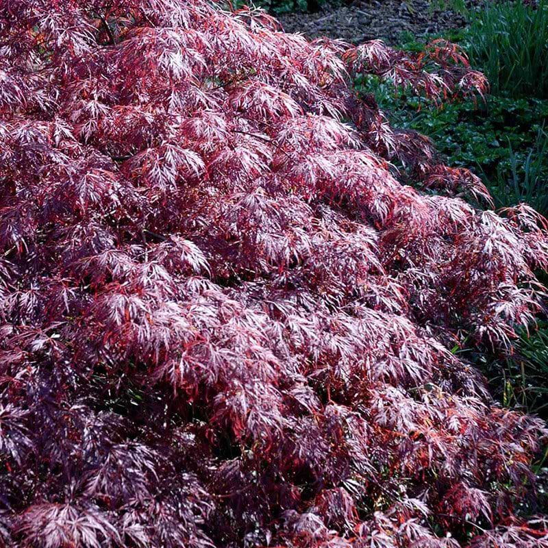 Japansk dværgløn Garnet