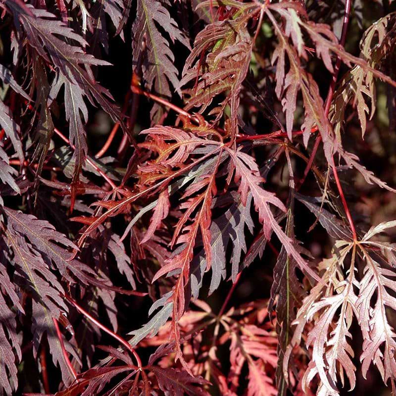 Acer Garnet blade