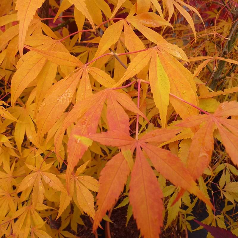 Acer palm. 'Koto-no-ito'