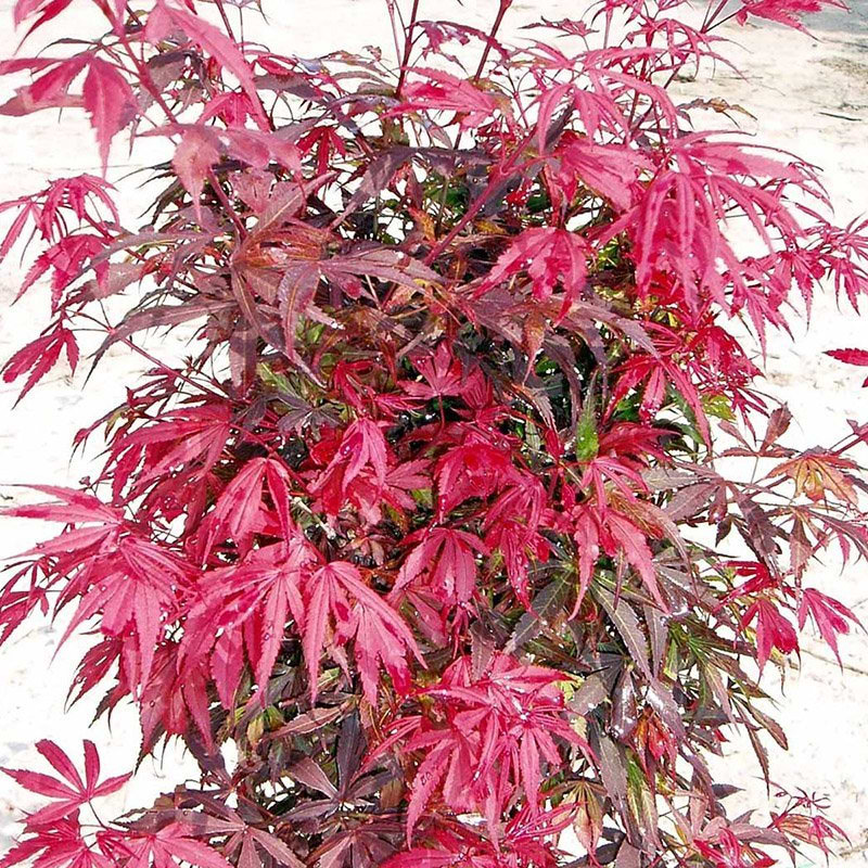 Japansk Ahorn Rød (Acer palmatum 'Shaina') - Flere varianter