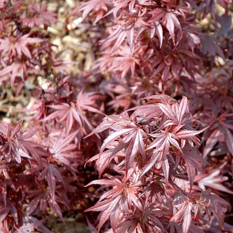 Acer palmatum Shaina busk