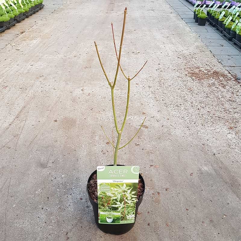 Japansk Ahorn (Acer palmatum 'Ukigumo') - Flere varianter